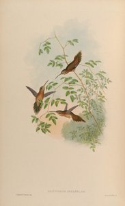 Phaethornis adolphi = Phaethornis striigularis saturatus door John Gould